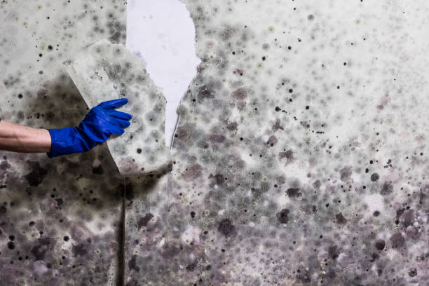 Professional Mold Removal in Salem, OR